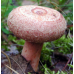 Мицелий Волнушки розовой / Волжанка (Lactarius torminosus)